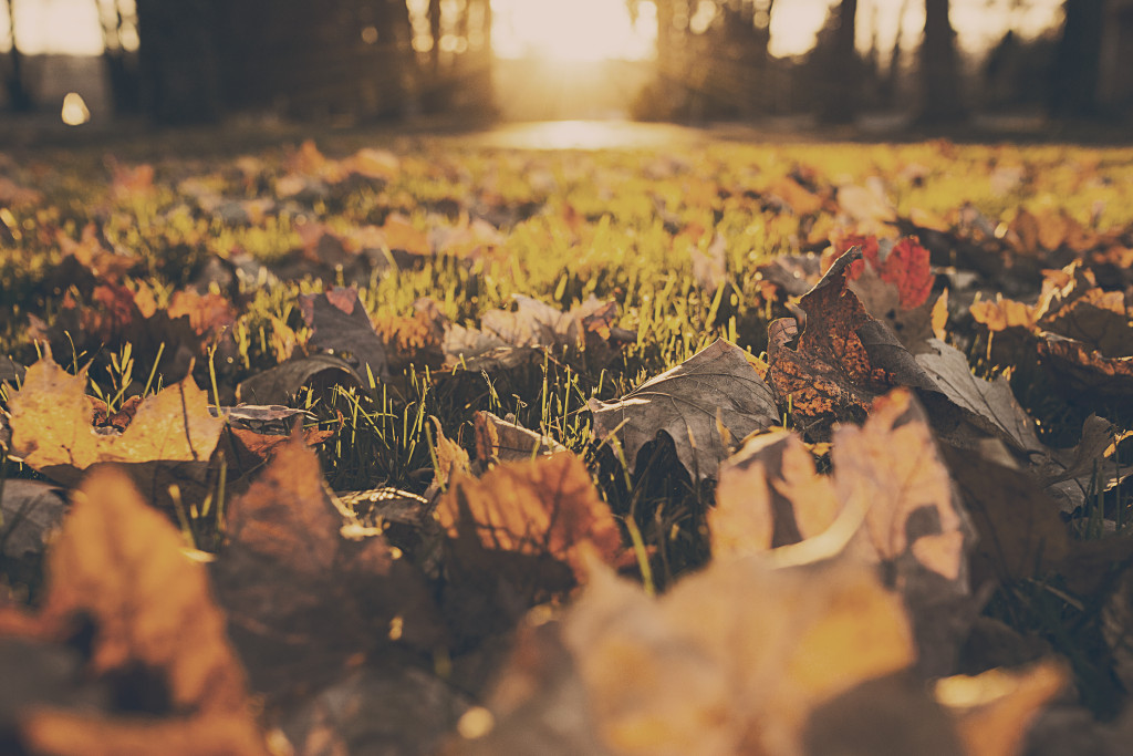 forest-meadow-leaves-autumn